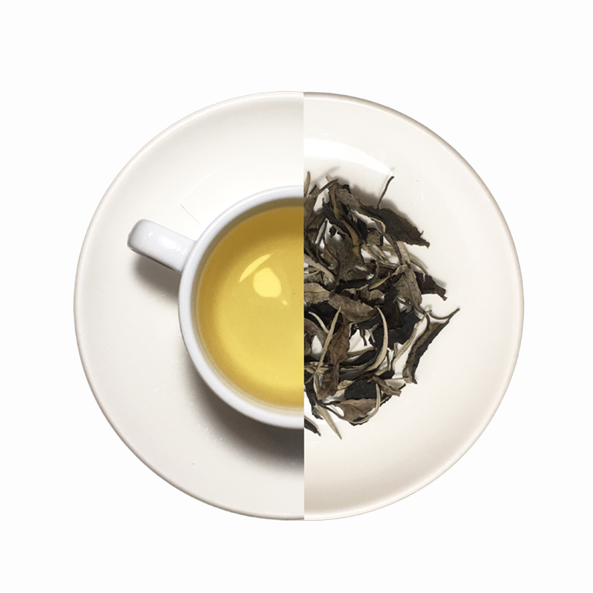 Bạch trà shan tuyết cổ thụ - Chè Shan Tuyết - Công Ty CP Đầu Tư Sản Phẩm Thiên Nhiên